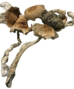 AMAZONIAN MAGIC MUSHROOMS