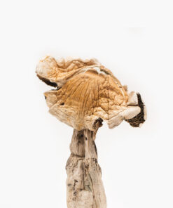 Buy Amazonian Magic Mushroom
